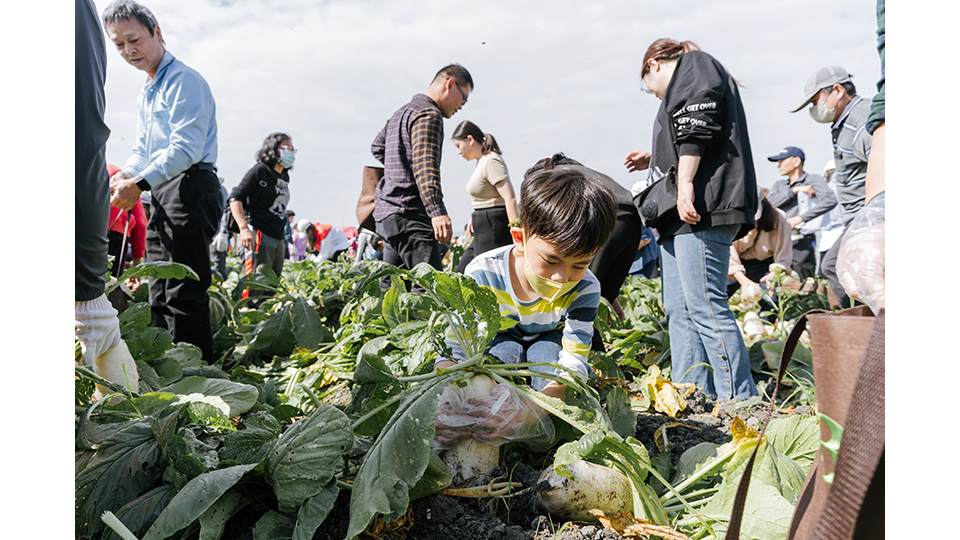 收成蘿蔔的過程讓大、小朋友們加深了與土地的連結。